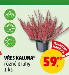 Vřes - Calluna