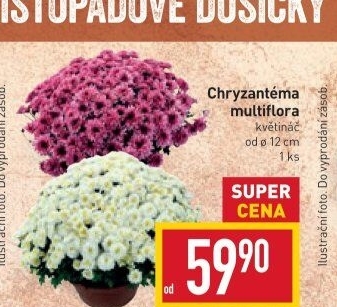 Chrysanthemum - Chryzantéma