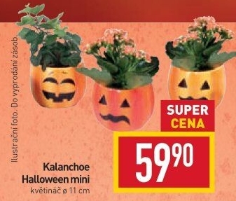 Kalanchoe - Kolopejka