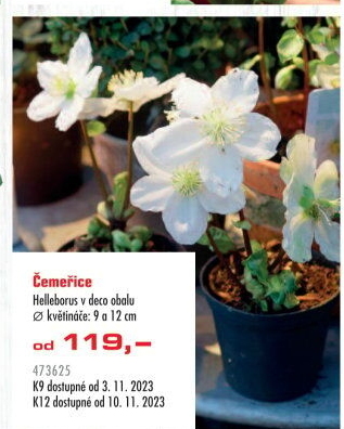 Čemeřice - Helleborus
