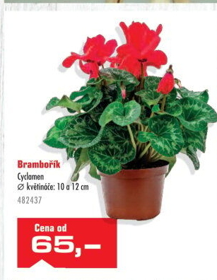 Cyclamen - Brambořík