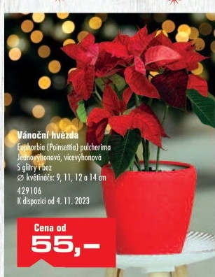 Vánoční hvězda