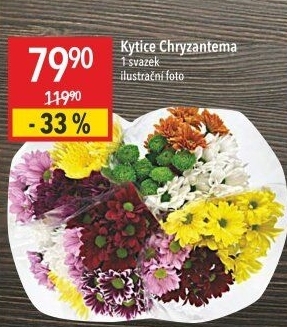 Řezané Chryzantémy