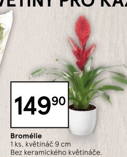 Bromelia