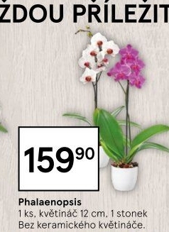 Orchidej