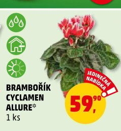 Cyclamen - Brambořík