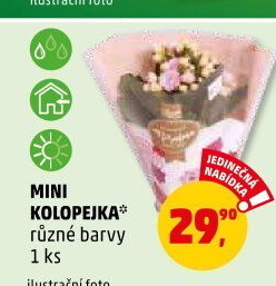 Kalanchoe - Kolopejka