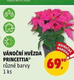 Vánoční hvězda