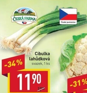 Jarní cibule svazek Česká farma