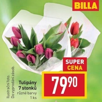 Řezané tulipány