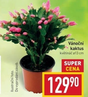 Vánoční kaktus - Schlumbergera