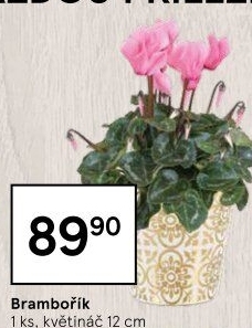 Cyclamen - Brambořík