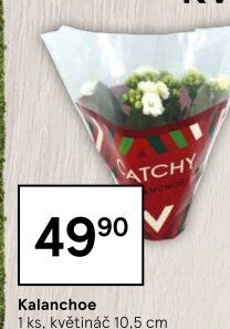 Kalanchoe - Kolopejka