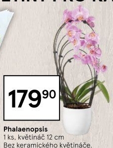 Orchidej