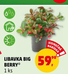 Libavka - Gaultheria