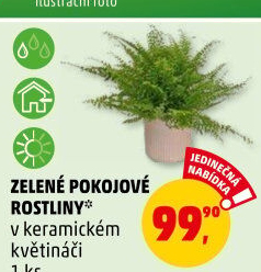 Mix zelených rostlin