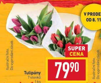 Řezané tulipány