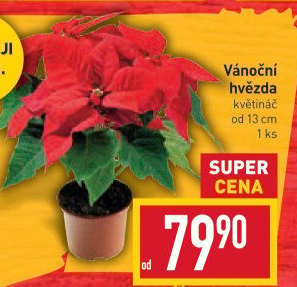 Vánoční hvězda