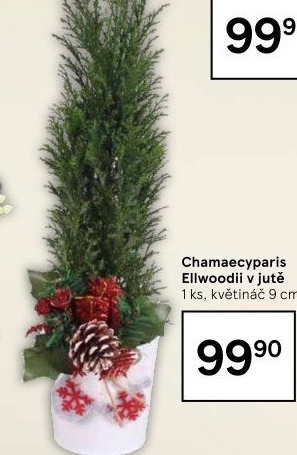 Chamaecyparis - Cypřišek