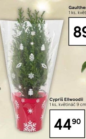 Cupressus - Cypřiš