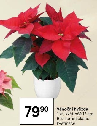 Vánoční hvězda