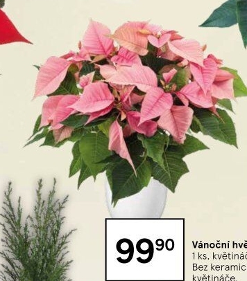 Vánoční hvězda