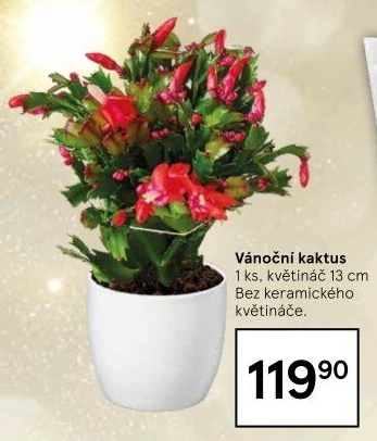 Vánoční kaktus - Schlumbergera