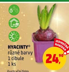 Hyacint