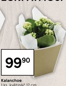 Kalanchoe - Kolopejka
