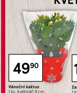 Vánoční kaktus - Schlumbergera