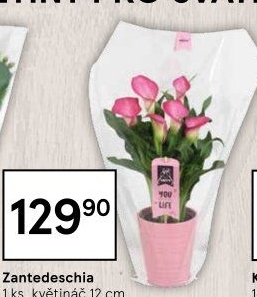 Zantedeschia - Kornoutovka