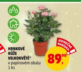 Růže