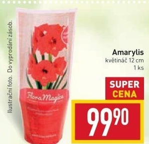 Amarylis - Hvězdník