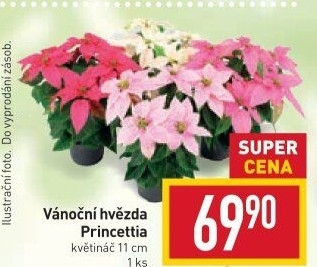 Vánoční hvězda