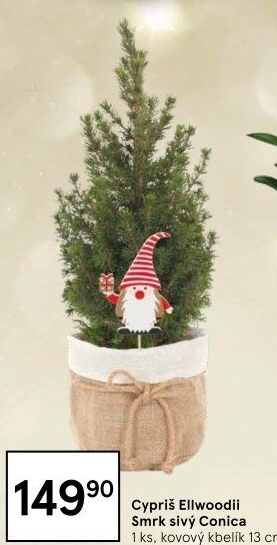 Cupressus - Cypřiš
