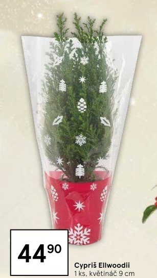 Cupressus - Cypřiš