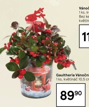 Libavka - Gaultheria