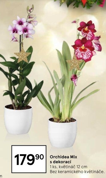 Orchidej