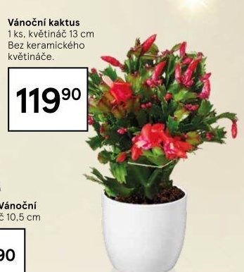 Vánoční kaktus - Schlumbergera