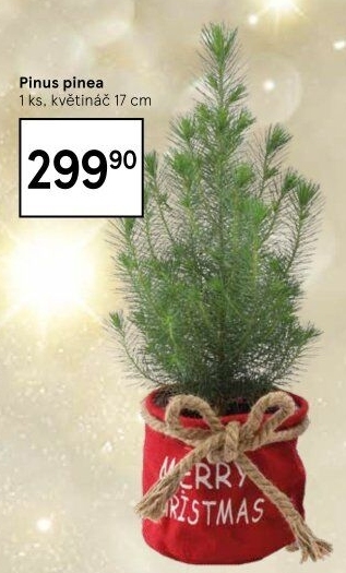 Živý stromek