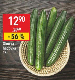 Okurka hadovka