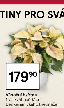 Vánoční hvězda