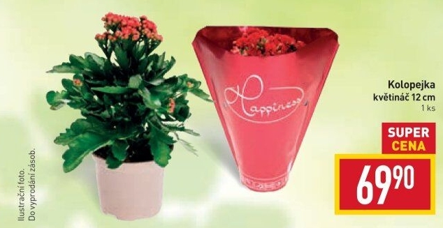 Kalanchoe - Kolopejka