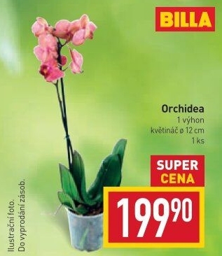 Orchidej