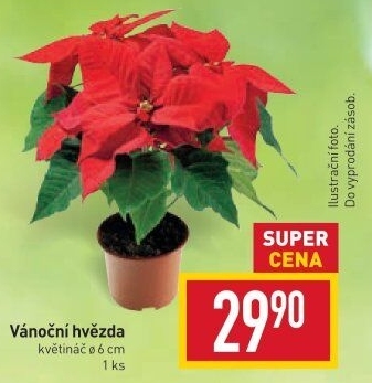 Vánoční hvězda