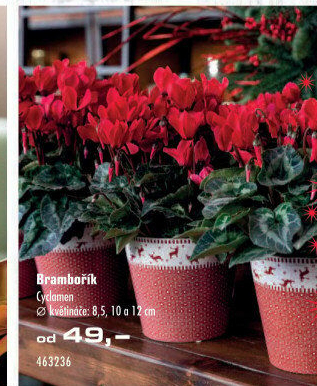 Cyclamen - Brambořík