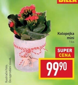 Kalanchoe - Kolopejka