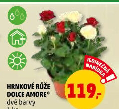 Růže