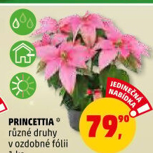 Vánoční hvězda