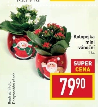 Kalanchoe - Kolopejka